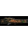 Карповый набор Fishing Roi Dynamic Carp 3.3 м 3.5 lb (3 шт) + Катушки BratFishing Coyote 6000 (3 шт) + Чехол + Леска 1000 м
