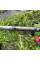 Карпове вудилище Fishing ROI Caiman Carp Rod 3.6м 3.50lbs 3-х секційне з високомодульного карбону