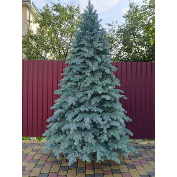 Лита ялинка Елітна 2.50 м. блакитна