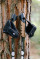 Палиці для скандинавської ходьби Tribe Nordic Pole Carbon T-ME-0023-white