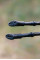 Палиці для скандинавської ходьби Tribe Nordic Pole Carbon T-ME-0023-white